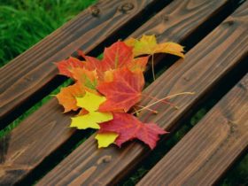 Comment conserver les feuilles d'automne