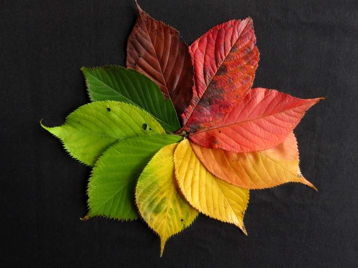 Feuilles d'automne