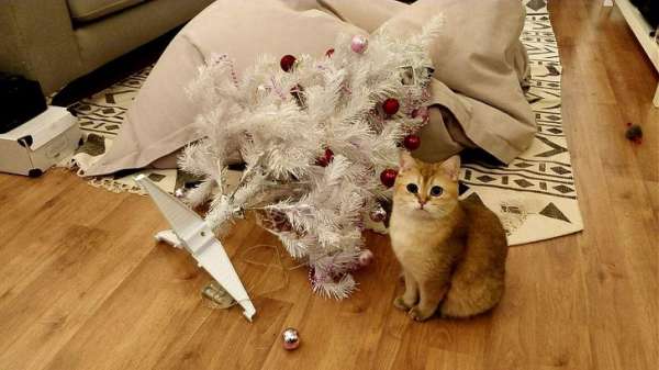 C'est l'arbre qui vient de s'évanouir