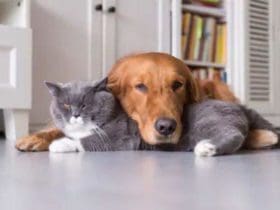 Garder sa maison propre en ayant des animaux de compagnie