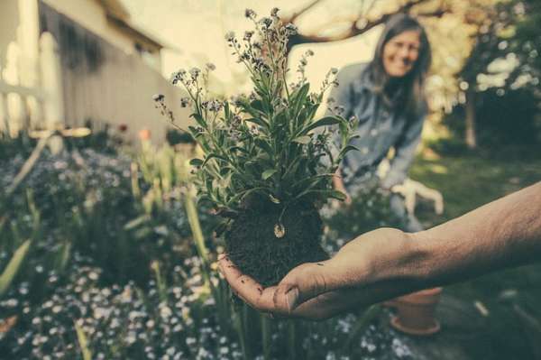 Ne pas laisser trop d'espace entre les plantes