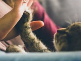 5 signes qui prouvent que votre chat vous aime