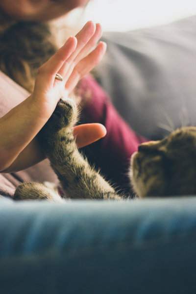 5 signes qui prouvent que votre chat vous aime