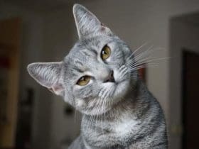 Astuces qui vous faciliteront la vie si vous avez des chats