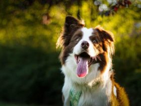 Remèdes naturels pour enlever la mauvaise haleine de votre chien
