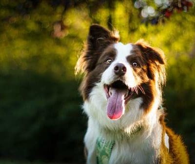 Remèdes naturels pour enlever la mauvaise haleine de votre chien