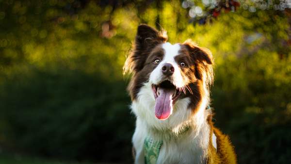 Remèdes naturels pour enlever la mauvaise haleine de votre chien