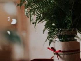 Noël : Idées de Cadeaux Parfaits pour les Amateurs de Plantes