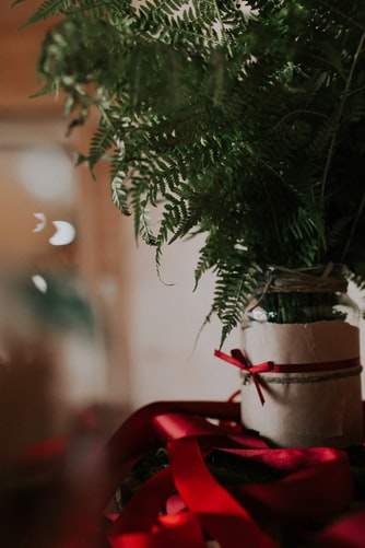 Noël : Idées de Cadeaux Parfaits pour les Amateurs de Plantes