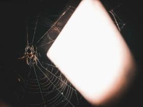 Eloigner les araignées de la maison sans leur faire de mal