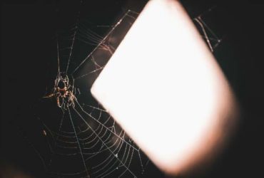 Eloigner les araignées de la maison sans leur faire de mal