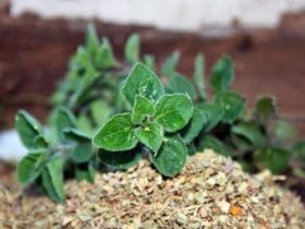 Astuces pour bien conserver les herbes aromatiques