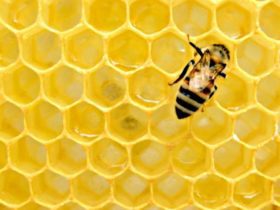 Bienfaits et utilisations de la cire d'abeille