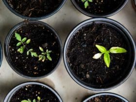 Légumes les plus faciles à cultiver en pot pour débutants