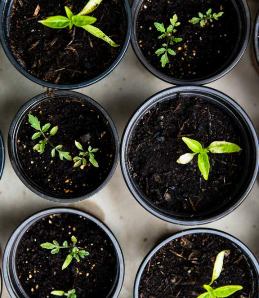 Légumes les plus faciles à cultiver en pot pour débutants