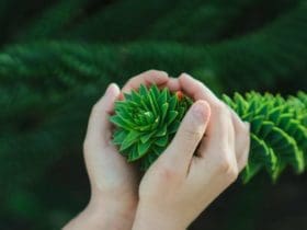Les erreurs courantes à éviter lors du jardinage pour ce printemps