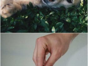 Faire des économies quand on a des animaux de compagnie