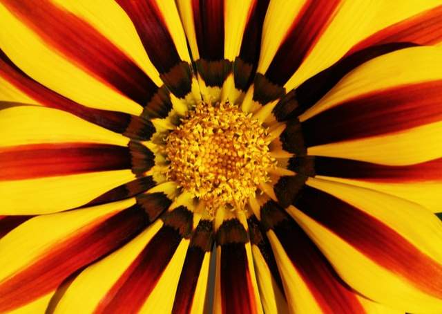 gazania fleurs   