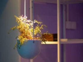 Jardin d'intérieur : cultiver un potager d'appartement