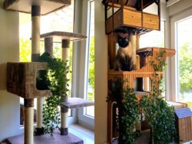 DIY : arbre à chat personnalisé en bois à faire soi-même