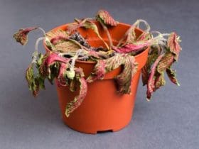 8 conseils pour arrêter de tuer ses plantes