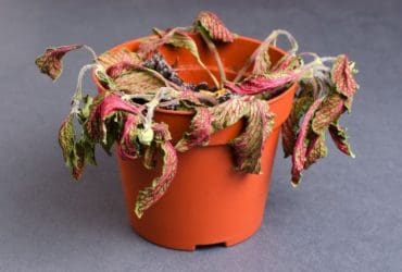 8 conseils pour arrêter de tuer ses plantes