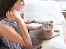 Poils d'animaux : 7 astuces faciles pour les retirer de votre maison