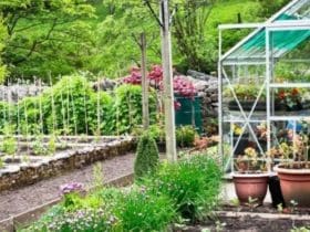 Que faire au potager en octobre ?