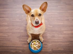 5 astuces pour faire manger des croquettes à son chien