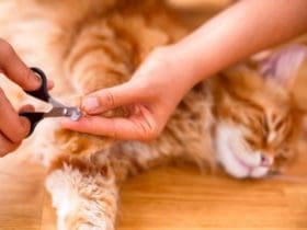 5 bonnes raisons d'arrêter de couper les griffes de votre chat