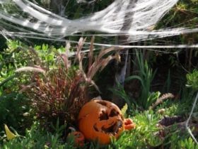 5 idées déco pour inviter Halloween dans votre jardin