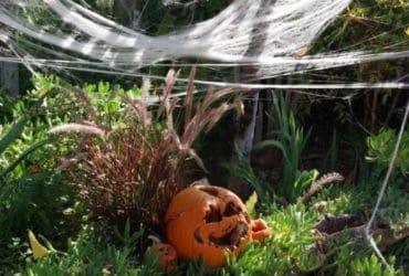 5 idées déco pour inviter Halloween dans votre jardin
