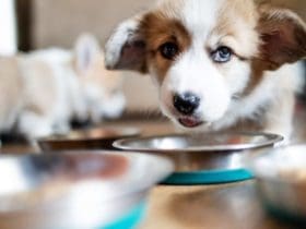 Alimentation mixte pour chien : 6 conseils pour la mettre en pratique