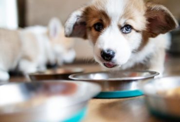 Alimentation mixte pour chien : 6 conseils pour la mettre en pratique