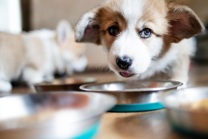 Alimentation mixte pour chien : 6 conseils pour la mettre en pratique