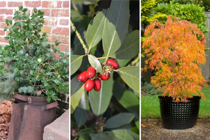 Optez pour un arbre de Noël écologique