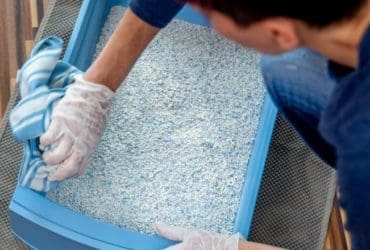 Comment entretenir la litière du chat : 5 bons gestes et astuces à savoir