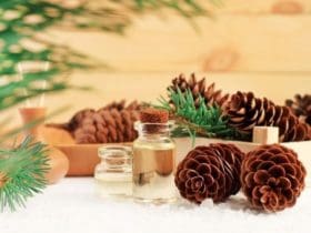 Les vertus thérapeutiques du sapin baumier ?