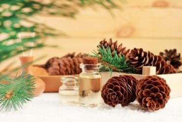 Les vertus thérapeutiques du sapin baumier ?