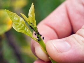 Comment lutter naturellement contre les pucerons dans son jardin ?