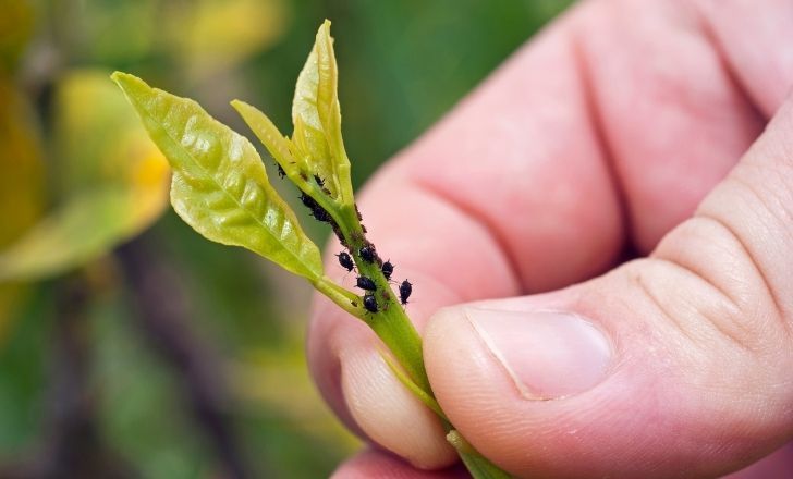 Comment lutter naturellement contre les pucerons dans son jardin ?