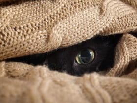 Comment les chats voient-ils le monde ?