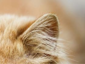 Ouïe du chat : comment fonctionne l'oreille du chat ?