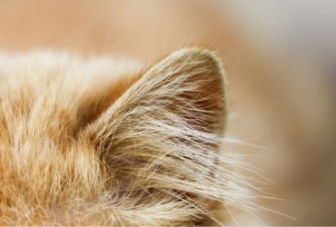 Ouïe du chat : comment fonctionne l'oreille du chat ?