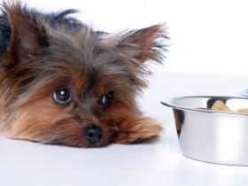 Les 6 aliments les plus toxiques pour le chien