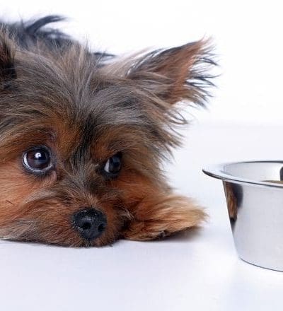 Les 6 aliments les plus toxiques pour le chien