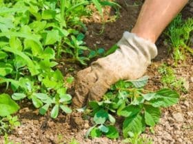 Mauvaises herbes : 6 astuces pour s'en débarrasser facilement