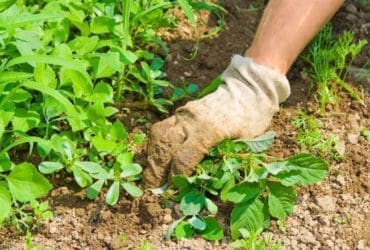 Mauvaises herbes : 6 astuces pour s'en débarrasser facilement