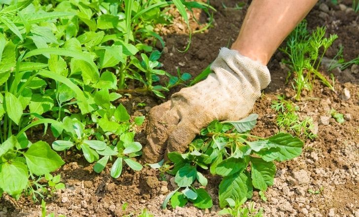 Mauvaises herbes : 6 astuces pour s'en débarrasser facilement