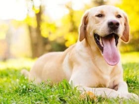 Comment bien hydrater son chien pendant l'été ?